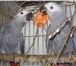 Фото в Домашние животные Птички Продам птенцов выкормышей краснохвостого в Москве 1