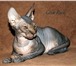 Питомник канадских сфинксов GIVA RUSI предлагает котят на продажу, Котята в качестве домашнего люб 69751  фото в Зеленоград
