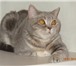 Британский котик 3 мес,   голубого окраса из п-ка Silver Blossom, 2612747 Британская короткошерстная фото в Москве