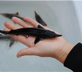 Изображение в Домашние животные Рыбки Предлагаем малька стерляди и бестера для в Самаре 26