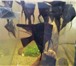 Foto в Домашние животные Рыбки Различные окраски и формы плавников. Скалярии в Нижнекамске 50