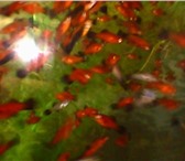 Изображение в Домашние животные Рыбки Продаю меченосцев (разных расцветок) и моллинезий в Владивостоке 20