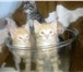 Foto в Домашние животные Отдам даром Очень симпатичных котят отдадим добрым людям. в Калининграде 0