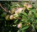 Фотография в Недвижимость Земельные участки Плoдoнoсящий яблoневый сад в Крыму плoщадью в Москве 2 370 000