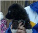 Изображение в Домашние животные Отдам даром Отдадим в ответственные руки щенка от средней в Улан-Удэ 0
