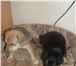 Фотография в Домашние животные Отдам даром отдам срочно 2 щенка девочка и мальчик, их в Прокопьевске 0