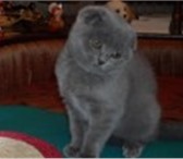 Фото в Домашние животные Отдам даром Отдам в хорошие руки кошечку брианскую голубого в Перми 0