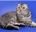 Foto в Домашние животные Отдам даром Отдам британского кота, окрас как в рекламе в Кемерово 0