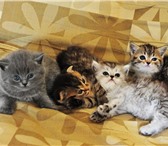 Продам бритаского голубова котенка и шотландских вислоухих и прямоухих котят окрас браунтаби и зату 69594  фото в Новосибирске