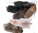 Племенной питомник предлагает к продаже очаровательных щенков чау-чау разных окрасов, с 65073  фото в Хабаровске