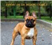 Изображение в Домашние животные Вязка собак Предлагается для вязки элитный кобель французского в Москве 1
