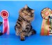 Изображение в Домашние животные Вязка Роскошный молодой интеллигентный кот,  породы в Москве 6 000