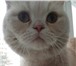 Фото в Домашние животные Вязка Молодой, энергичный кот приглашает кошечек в Воронеже 500