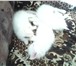 Изображение в  Отдам даром-приму в дар отдам белоснежных голубоглазых котят в добрые в Кемерово 0