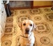 Foto в Домашние животные Вязка собак Вязка лабрадора. Лабрадору 5 лет. Отец участвует в Екатеринбурге 4 000