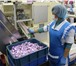 Foto в Работа Вакансии Срочно требуются упаковщицы/изготовители в Старом Осколе 27 000