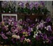 Foto в Домашние животные Растения продаю орхидеи цветущие 400 р.отцветающие в Томске 400