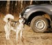 Foto в Домашние животные Вязка собак Предлагаем для вязки кобеля сибирского хаски, в Туле 0
