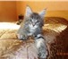 Котята МЕЙ КУН из п-ка Silver Blossom, 2612818 Мейн-кун фото в Москве