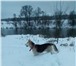 Foto в Домашние животные Вязка собак Джентльмен по кличке Джек (порода осёдланный в Лосино-Петровский 3 000