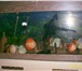 Фото в Домашние животные Рыбки Продам дискусов (красный туркис,  красная в Магнитогорске 500