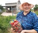 Фотография в Прочее,  разное Разное Продаю саженцы Ежевики ( крупноплодной), в Москве 100