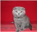 Шикарные котята 2544584 Британская короткошерстная фото в Санкт-Петербурге