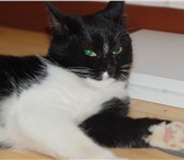 Фото в Домашние животные Отдам даром Отдаем кошечку, ей 1,5-2 года. Была найдена в Череповецке 0