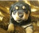 Продам щенков Ротвейлера, 2 мальчика и 4 девочки, Дата рождения 09, 08, 2010, Мама с папой очень круп 65206  фото в Бийске