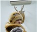 Фото в Одежда и обувь Женская одежда продам новый жилет из рыжей лисы, ручной в Тольятти 35 000