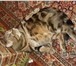 Foto в Домашние животные Вязка КОТ БРИТАНЕЦ 3года, ищет кошечку для вязки! в Пушкино 10