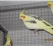 Фото в Домашние животные Птички Продам оптом папугаев: Какарики, зебровые в Краснодаре 0