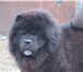 Изображение в Домашние животные Вязка собак Девочка,чёрный окрас,год и 10,ищет жениха в Томске 0
