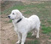 Фотография в Домашние животные Вязка собак Предлагается для вязок красивый кобель золотистого в Волоколамск 10 000