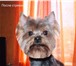 Фото в Домашние животные Стрижка собак Полный комплекс услуг по уходу за вашим любимцем: в Белгороде 0