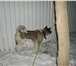 Foto в Домашние животные Услуги для животных Погуляю с Вашей собакой/собаками вместо Вас. в Москве 500