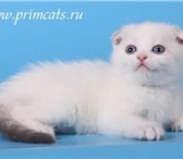 Питомник шотландских кошек Primavera предлагает вислоухих котят: колор пойнт (блю пойнт, блю сильв 68932  фото в Москве