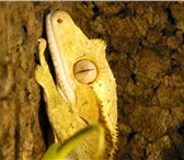 Фото в Домашние животные Другие животные Продам малыша реснитчатого бананоеда (Correlophus в Ульяновске 3 000