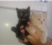 Изображение в Домашние животные Отдам даром Отдам бесплатно пушистых котят в добрые руки. в Ярославле 0