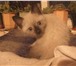 Изображение в Домашние животные Отдам даром В дар голубоглазый котенок сиамский,1 мес, в Барнауле 0