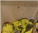 Изображение в Домашние животные Птички Продам птенцов волнистого попугая.1 месяц.Здоровенькие.Отлично в Красноярске 1 000
