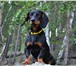 Фотография в Домашние животные Вязка собак Молодой кабель ищет подругу. в Бийске 1 000