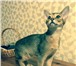 Продам абиссинских котят 1553660 Абиссинская фото в Москве