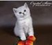 Профессиональный питомник Crystal Shine предлагает чистокровных британских котят эксклюзивного окра 69324  фото в Москве