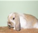 Изображение в Домашние животные Другие животные Питомник Декоративных Кроликов «Красная Жемчужина» в Владимире 6 000