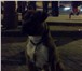 Foto в Домашние животные Вязка собак Американский стаффордширский терьер (метис) в Челябинске 0