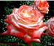 Foto в Хобби и увлечения Разное Здравствуйте! Я очень люблю розы и хочу поделиться в Армавире 200