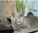Фотография в Домашние животные Вязка Cкоттишфолд — т.8914389612 
Ищем кошечку в Петрозаводске 3 000