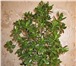 Изображение в Домашние животные Растения Растения – деревца : комнатные ( тропические в Магнитогорске 100