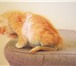 Фотография в Домашние животные Отдам даром Отдам в дар  рыжего  котенка – 1,5 мес., в Астрахани 100